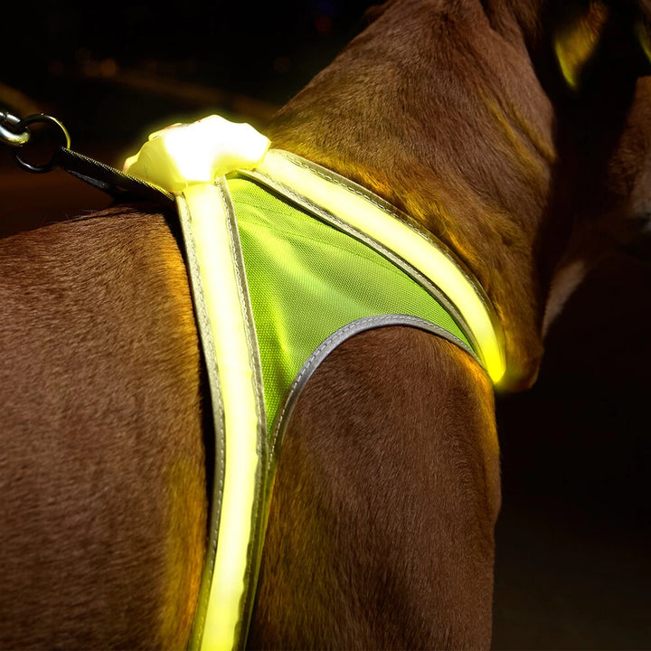 Large brown dog wearing LightHound LED Dog Harness with bright yellow LED lights for maximum visibility.