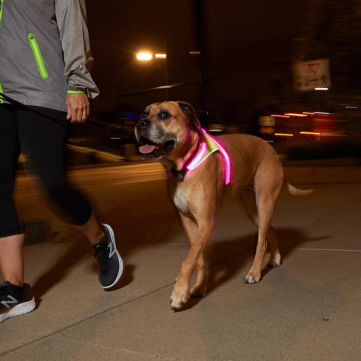 Dog in pink LightHound LED Dog Harness during nighttime run for increased safety and visibility.