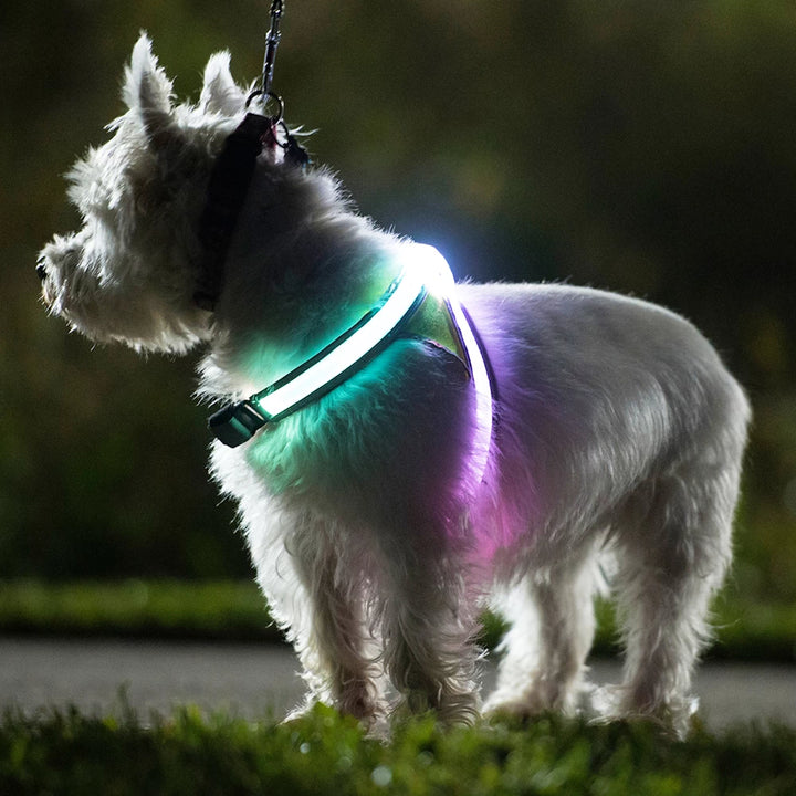 West Highland Terrier illuminated by LightHound LED dog harness for high visibility during evening walks.