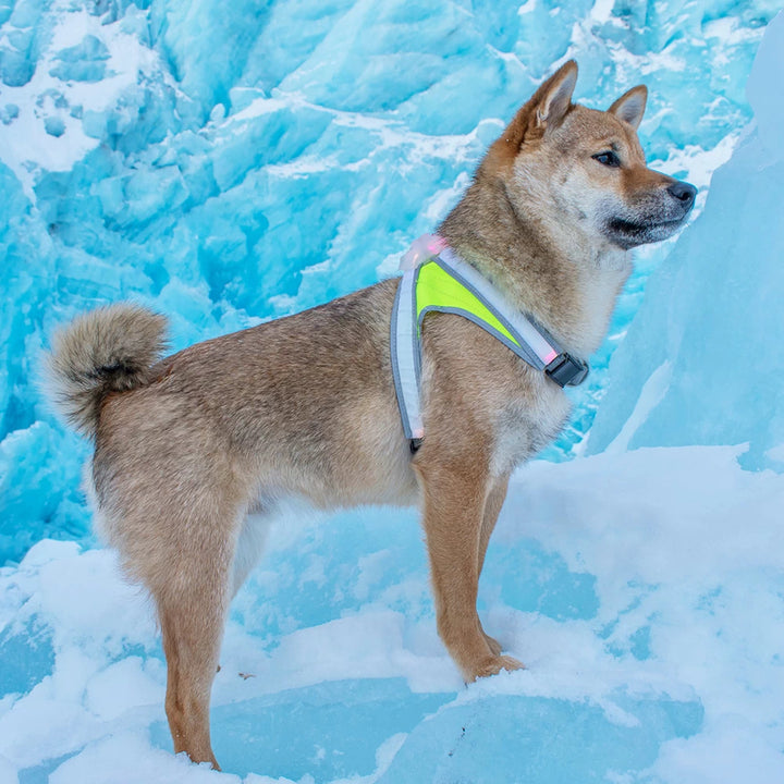Shiba Inu in snowy landscape wearing LightHound LED dog harness with white light, ensuring safety and visibility in low-light conditions.