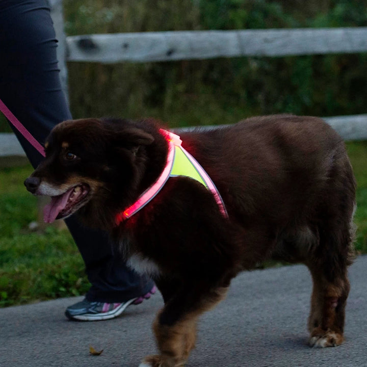 Wooly brown dog walking at dusk wearing LightHound LED dog harness with red light, enhancing visibility for nighttime safety.