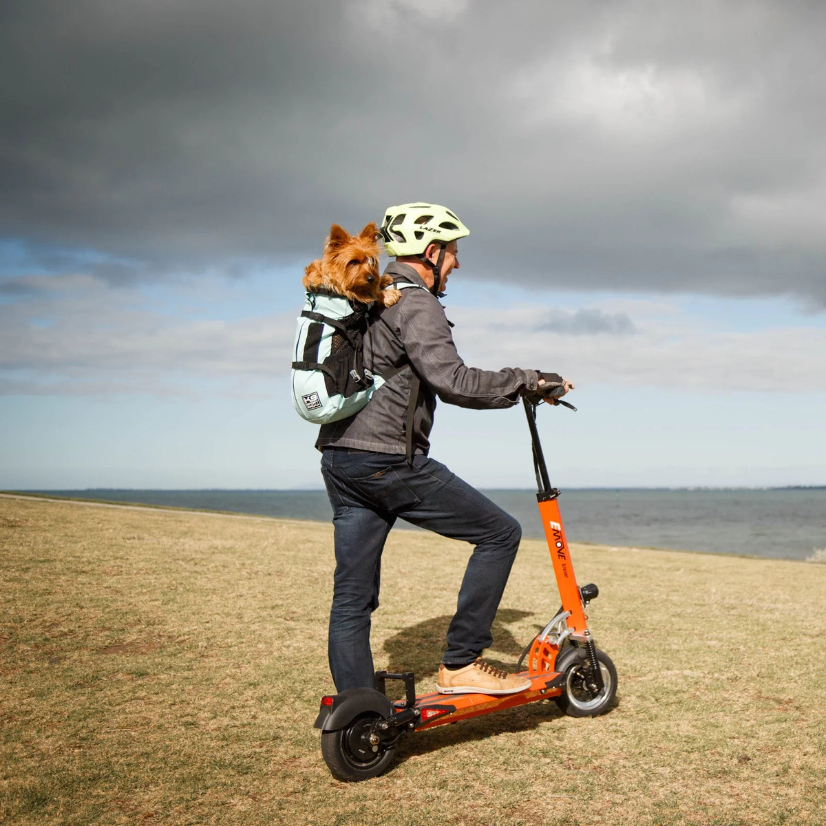 Australian Terrier in a backpack of EMOVE Cruiser rider at Elwood Beach, Victoria.