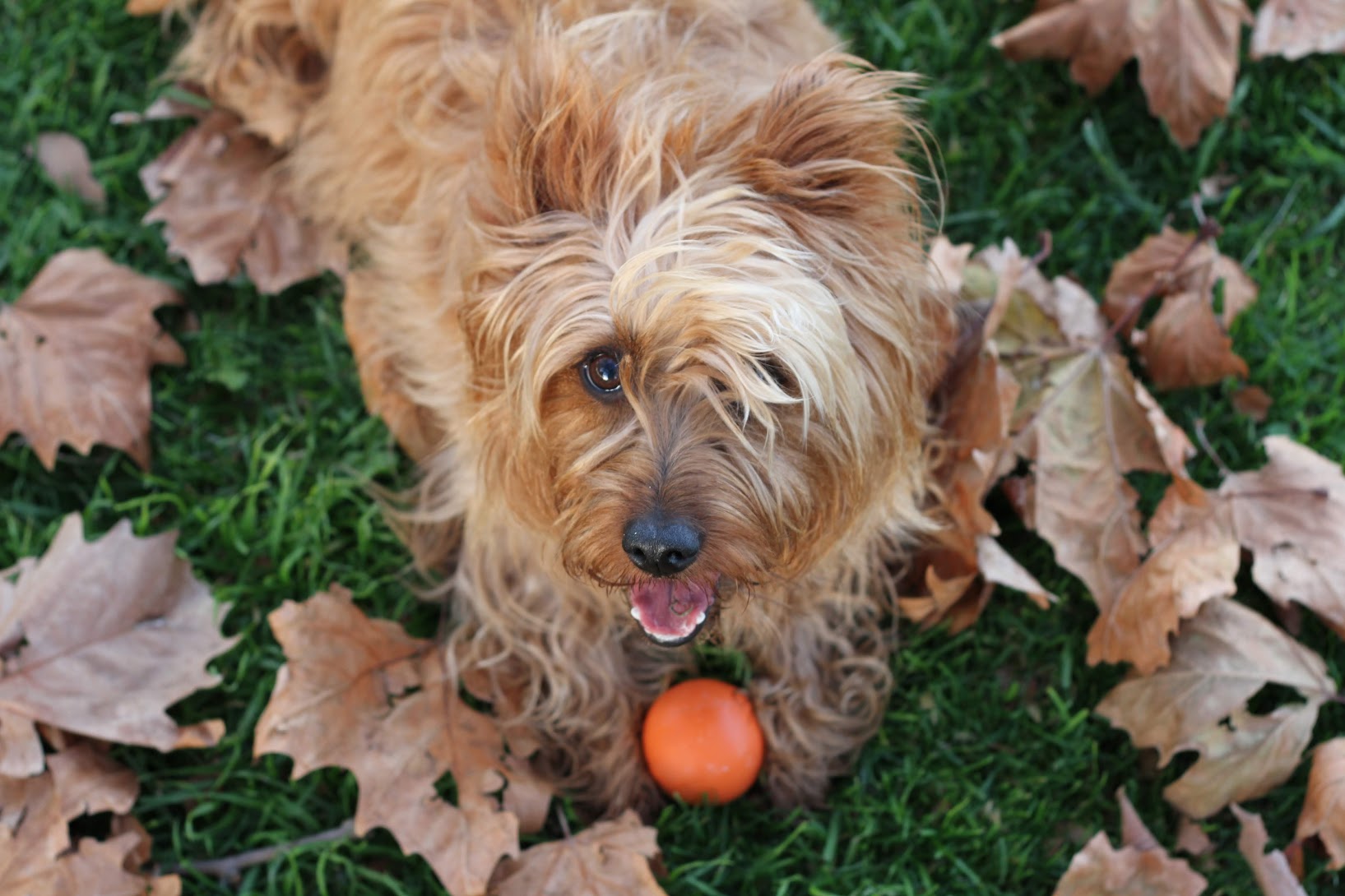 EcoMotion's own "Banjo", an Australian Terrier, and inspiration for the "For Dogs" collection.