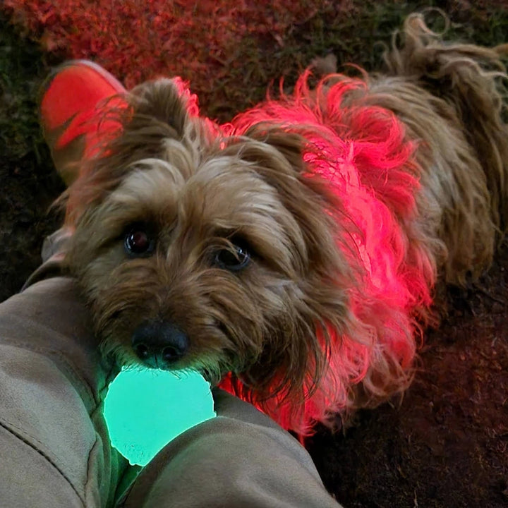 A very happy dog (Banjo, Australian Terrier) holding a glowing Rubber Luminous Elastic Ball in its mouth during nighttime play, showcasing the toy’s durability and glowing feature. Banjo is also wearing the LightHound LED Dog Harness, the perfect companion for the glow ball and night time fun.