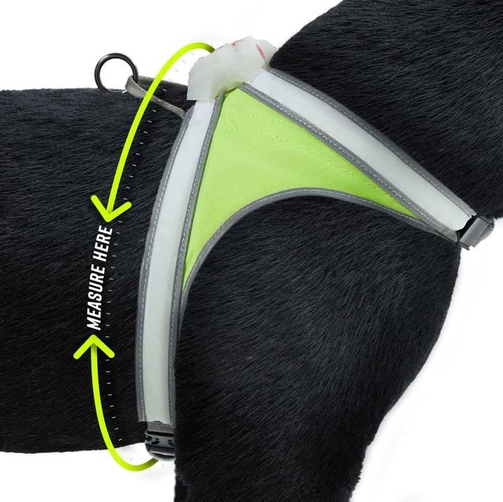 LightHound LED Dog Harness on a black dog with measuring guide, showing wear to measure your dog for a perfect fit.