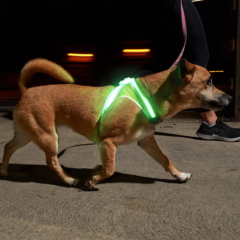 Small dog with LightHound LED Dog Harness featuring green LED light for high visibility during night walks.