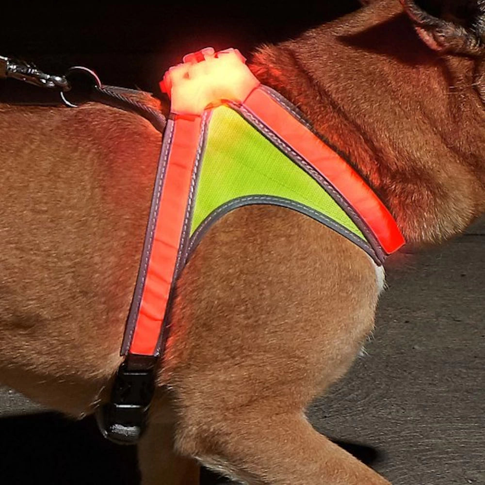 Large dog wearing LightHound LED Dog Harness with red LED lights for 360-degree visibility during nighttime walk.