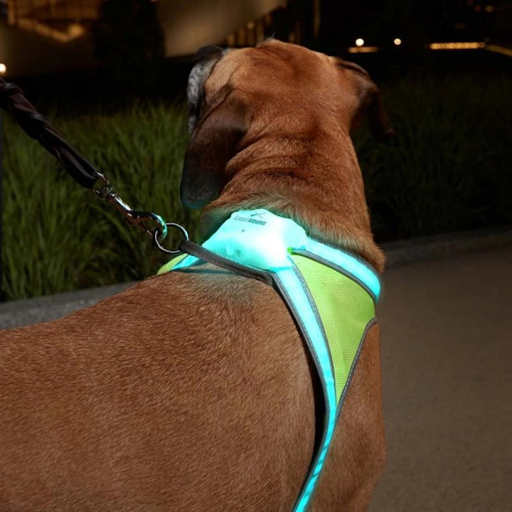 Large brown dog wearing LightHound LED dog harness with pale blue light for nighttime visibility and safety.