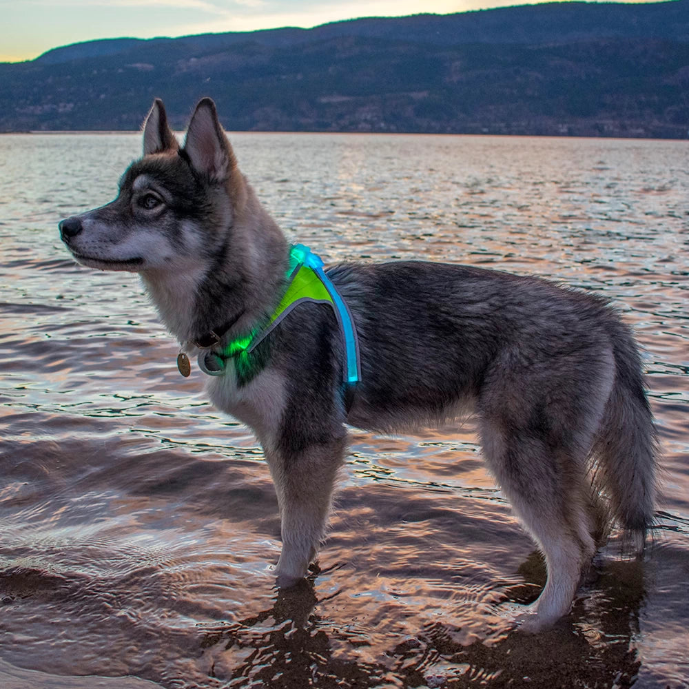 Husky standing by the water at sunset wearing LightHound LED harness with pale blue light for visibility during low-light outdoor adventures.