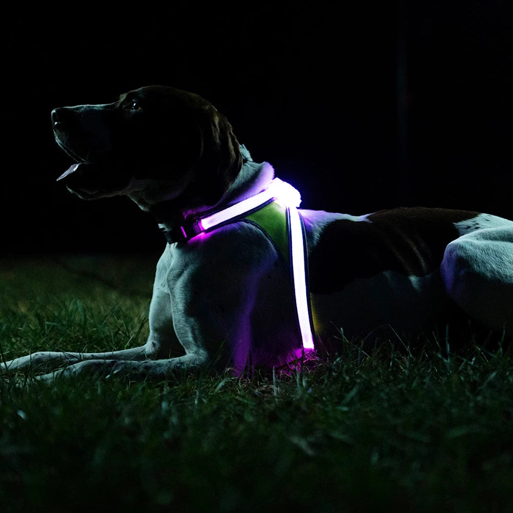 Gun dog resting in grass wearing LightHound LED harness with purple light, offering enhanced 360-degree visibility at night.