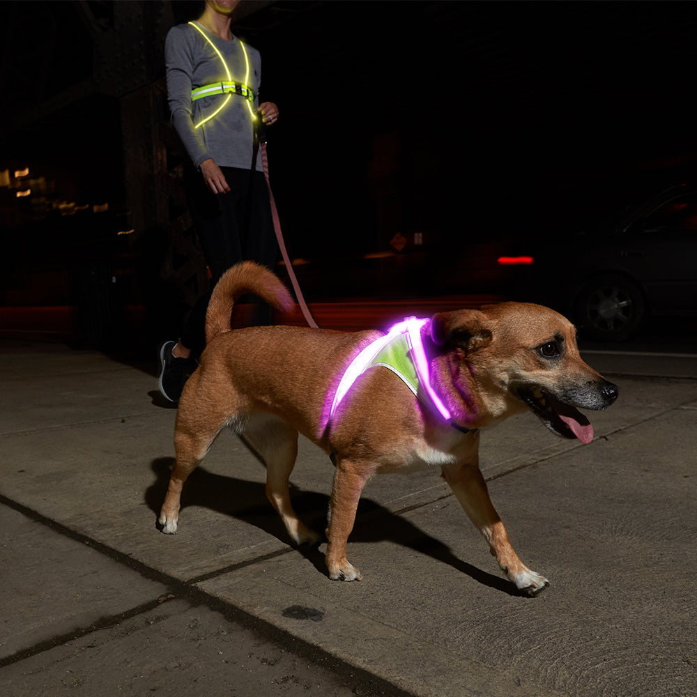 Tracer 2 LED Safety Vest with Dog using LightHound LED Harness